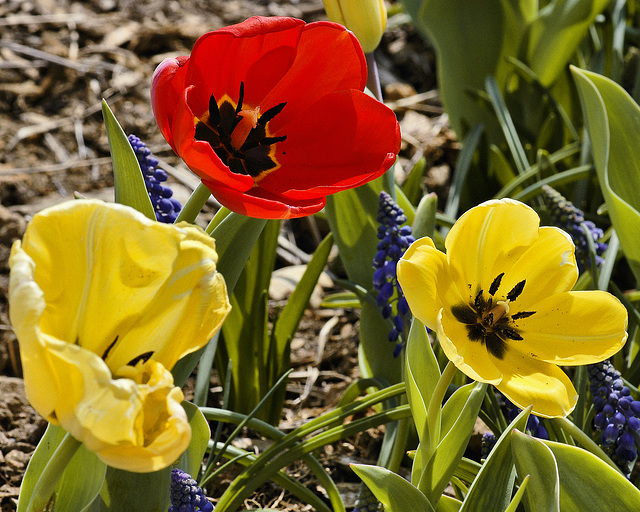 Tulips Blowin' in the Wind – National Arboretum, Washington D.C.
