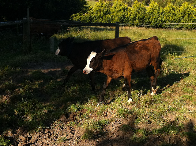 moving the cattle