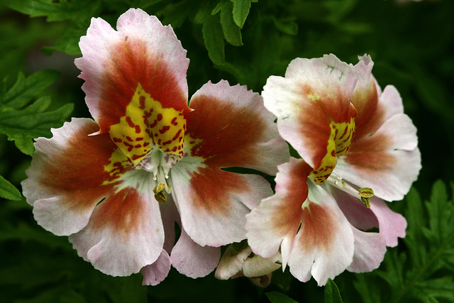 Flowers from Gaiser - Schizanthus