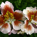 Flowers from Gaiser - Schizanthus