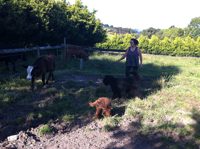 moving the cattle