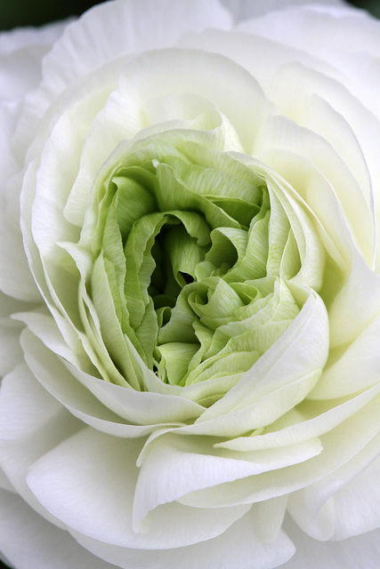 Flowers from Gaiser - Ranunculus