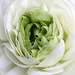 Flowers from Gaiser - Ranunculus