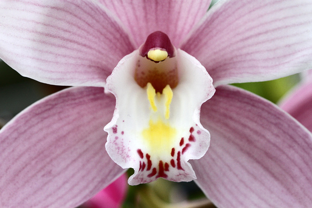 Flowers from Gaiser - Cymbidium