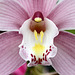 Flowers from Gaiser - Cymbidium