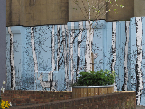 Silver birch