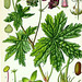 Illustration Geranium phaeum