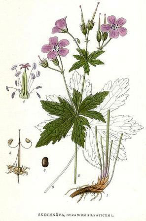 Geranium silvaticum