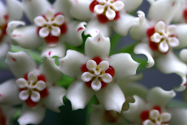 Flowers from Gaiser - Hoya