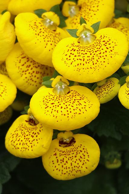 Flowers from Gaiser - Calceolaria