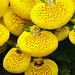 Flowers from Gaiser - Calceolaria