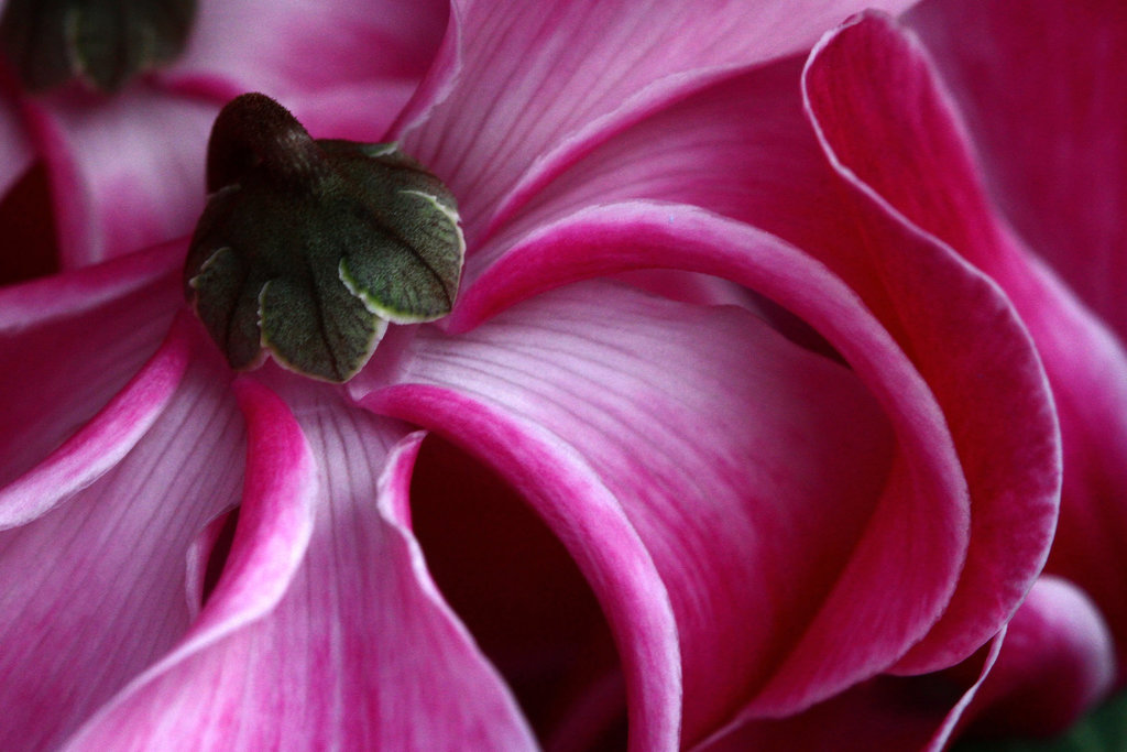 Flowers from Gaiser - Cyclamen