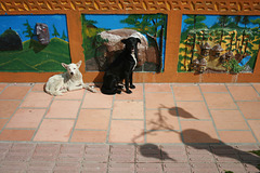 Two Dogs in Gatapé