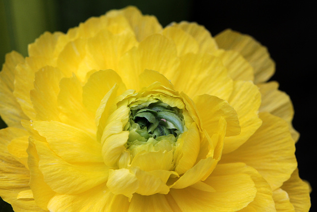 Flowers at Gaiser - Ranunculus