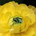 Flowers at Gaiser - Ranunculus