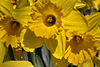 Daffodils – National Arboretum, Washington DC