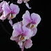 Phalaenopsis schilleriana 'Pink Butterfly'