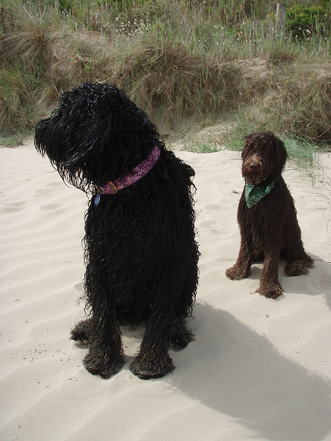 wet doggies at the beach