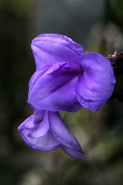 Flowers from Gaiser - Tillandsia cyanea