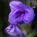 Flowers from Gaiser - Tillandsia cyanea