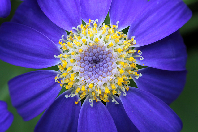 Flowers from Gaiser - Cineraria