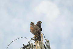 Harris' Hawks