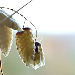 Dried quaking grass