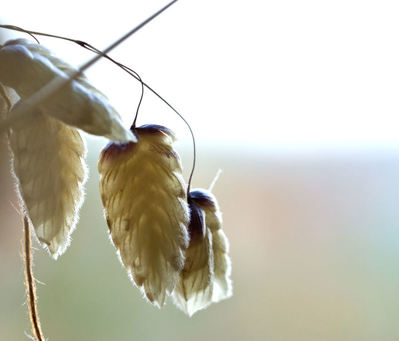 Dried quaking grass