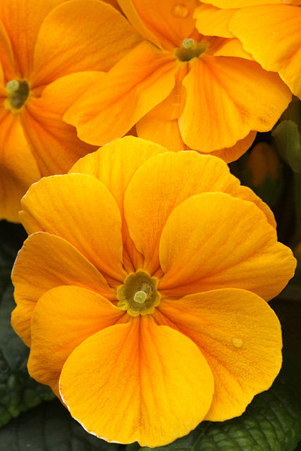 Flowers from Gaiser - Primrose