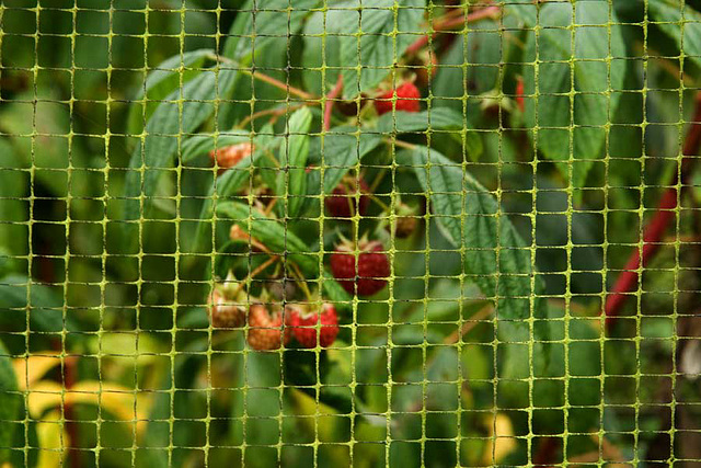 autumn raspberries