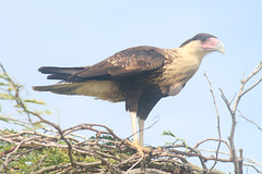 Caracara