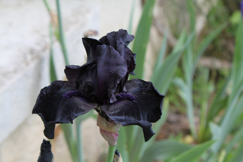 Iris 'Before The Storm'