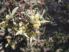 flowering gum with big yellow pompoms