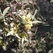 flowering gum with big yellow pompoms