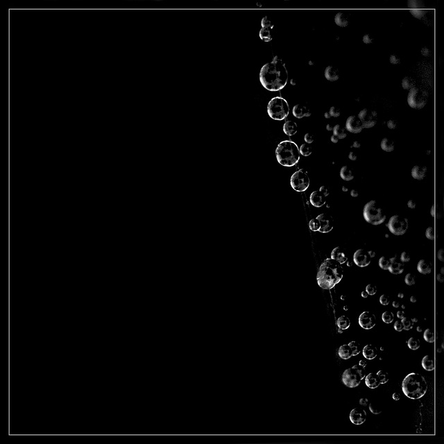 Happy Accident: Water Pearls on a Web