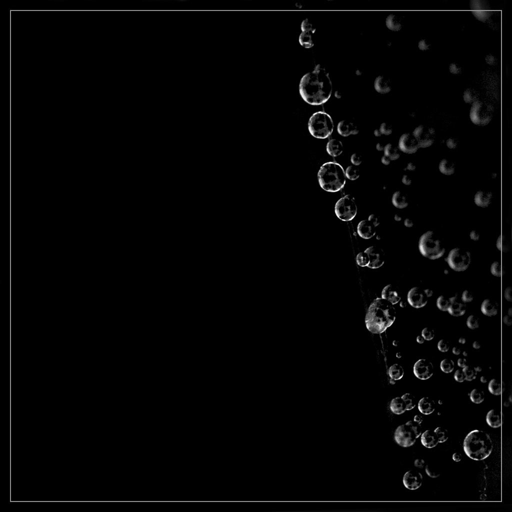 Happy Accident: Water Pearls on a Web