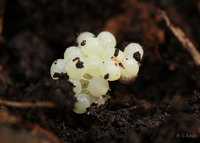 Unknown Eggs