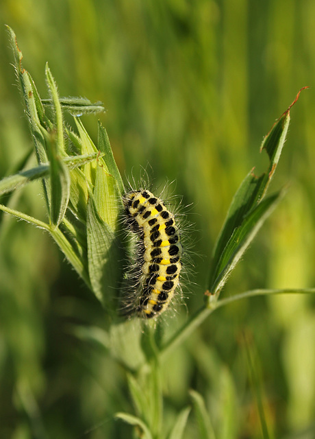 Narrow-bordered Five-spot Burnet Caterpillar