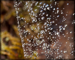 Pearly Web