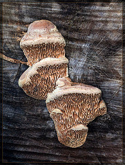 Shelf Fungus on a Stump