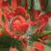 Indian Paintbrush