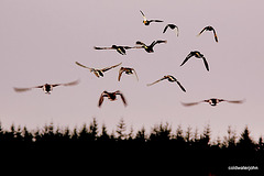 Mallard Panic Stations