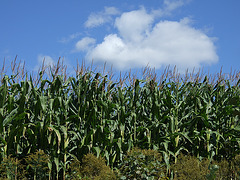 September Corn