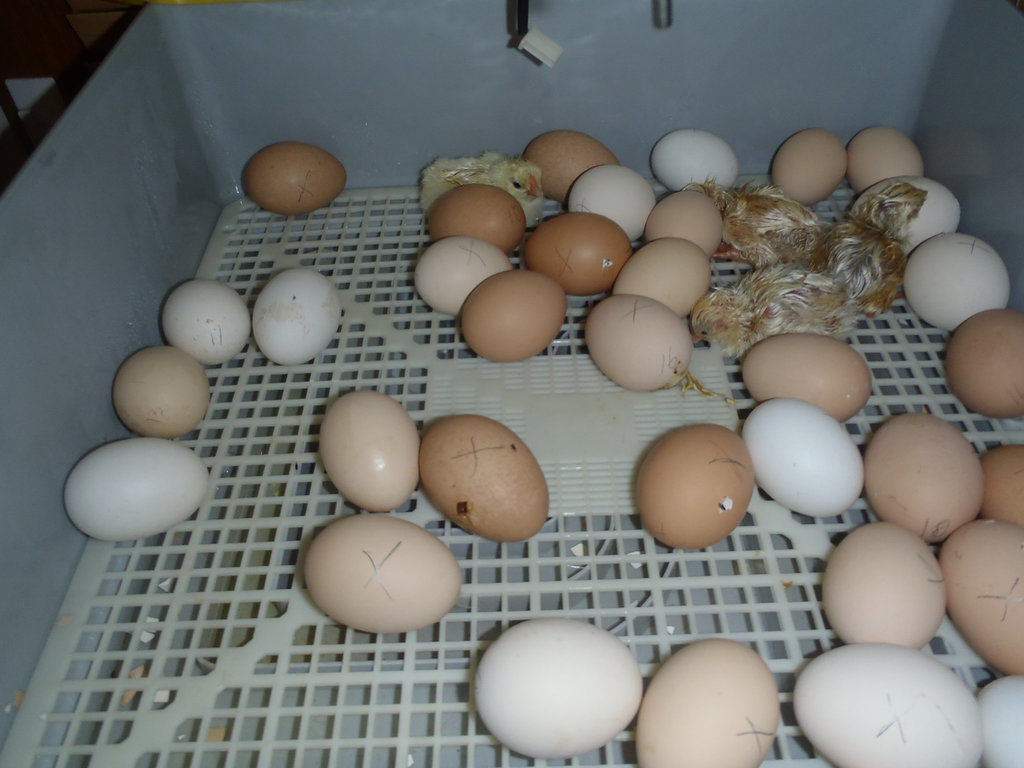 first big batch of incubated eggs