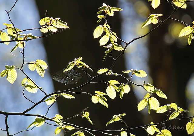 Leaves of Light