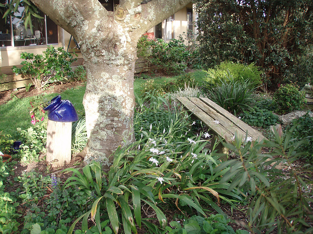 tree by fish pond