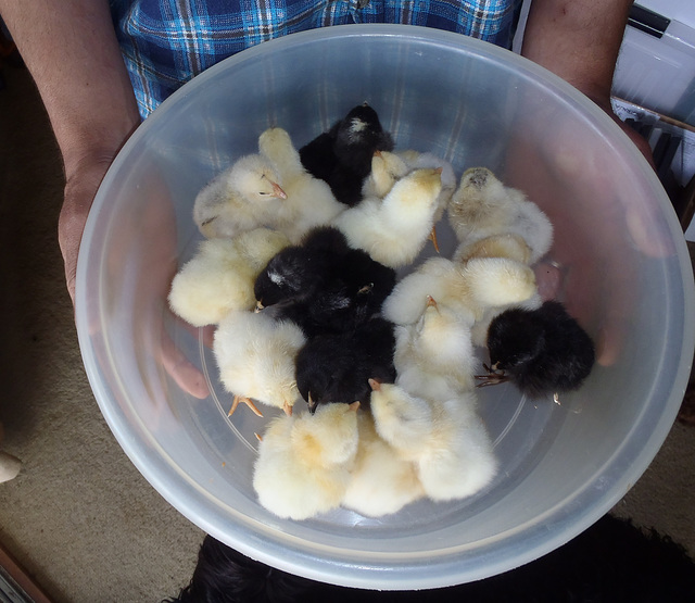 18 chicks in a bowl