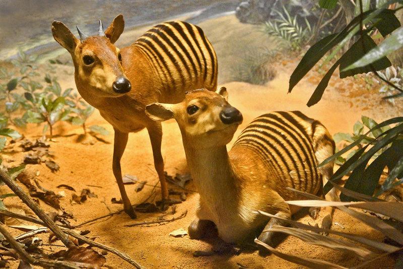 Zebra Duikers Diorama – Carnegie Museum of Natural History, Pittsburgh, Pennsylvania