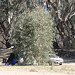 second campsite, on Murray River
