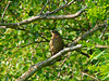 Juvenile Thrush